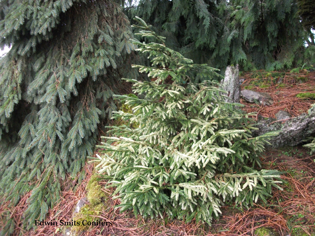 Picea orientalis 'Silver Seedling'
